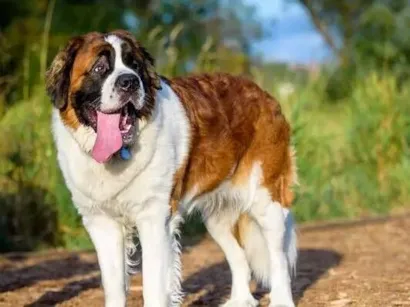 Cachorro raça São Bernardo idade 3 anos nome rani