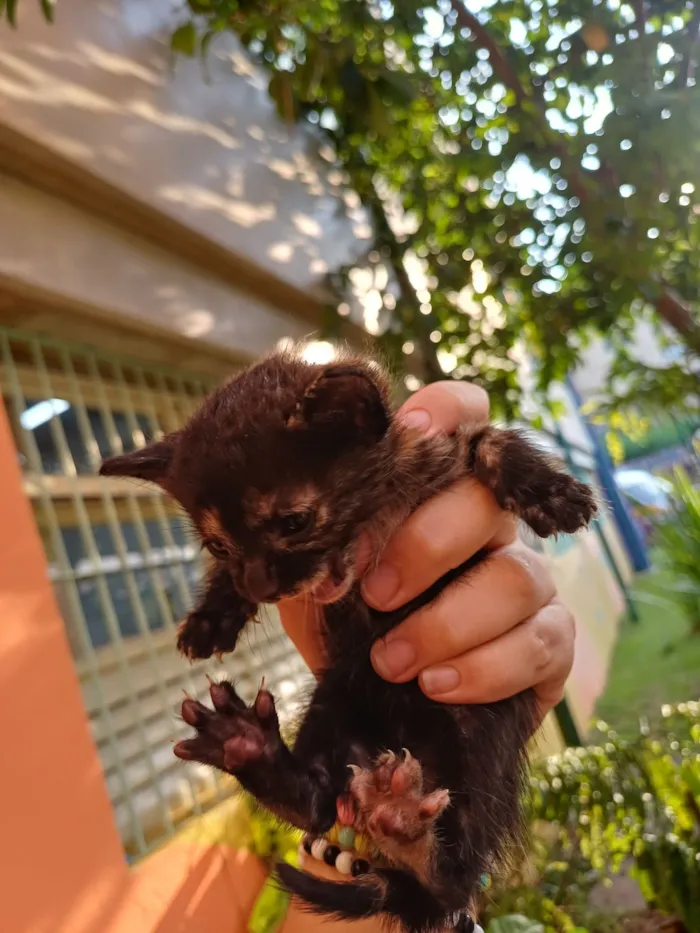 Gato raça SRD-ViraLata idade Abaixo de 2 meses nome habidula 2.0