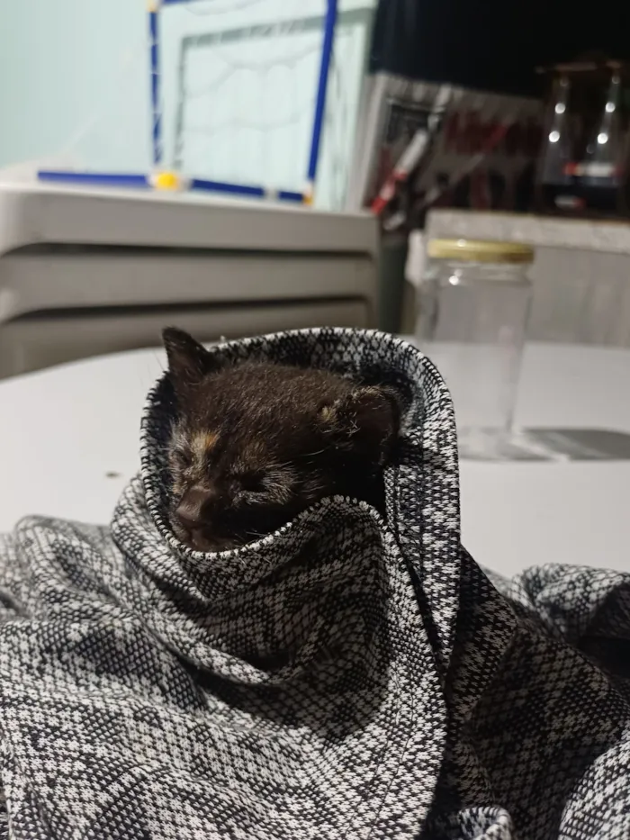 Gato raça SRD-ViraLata idade Abaixo de 2 meses nome habidula 2.0