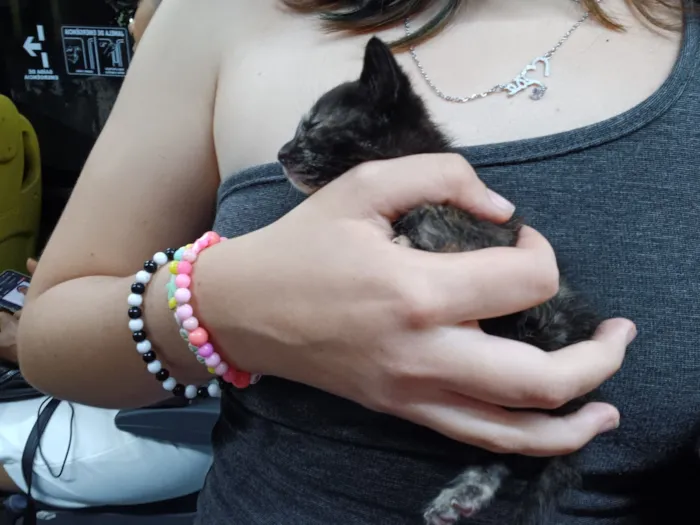 Gato raça SRD-ViraLata idade Abaixo de 2 meses nome habidula 2.0