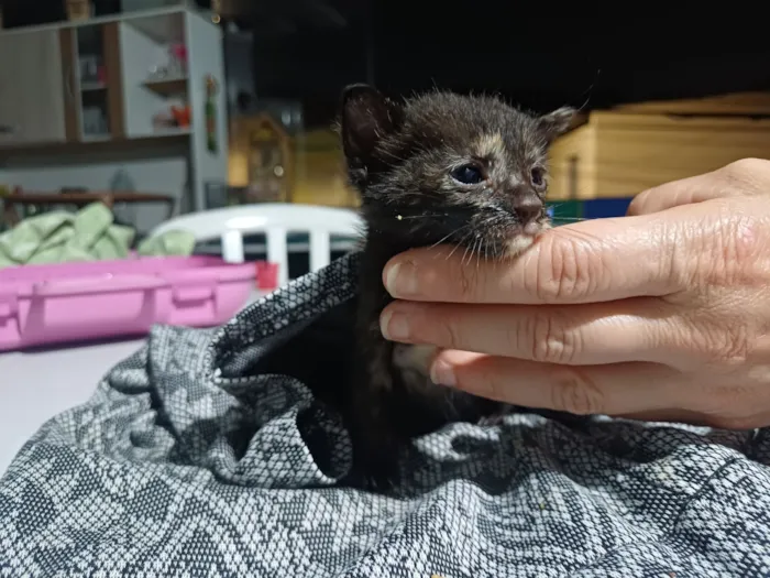 Gato raça SRD-ViraLata idade Abaixo de 2 meses nome habidula 2.0
