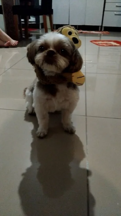 Cachorro raça Shitzu idade 6 ou mais anos nome kinder