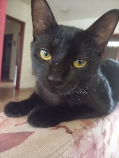 Gato raça SRD-ViraLata idade 7 a 11 meses nome Salém 