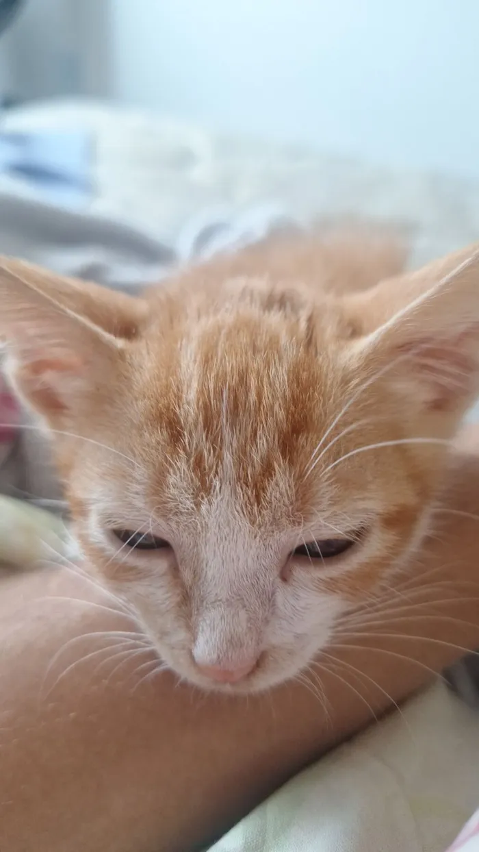 Gato raça SRD-ViraLata idade 2 a 6 meses nome Foguinho