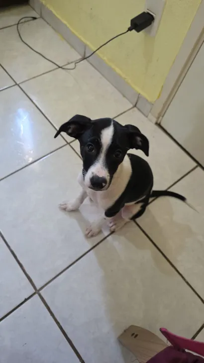 Cachorro raça SRD-ViraLata idade 2 a 6 meses nome Zoe 