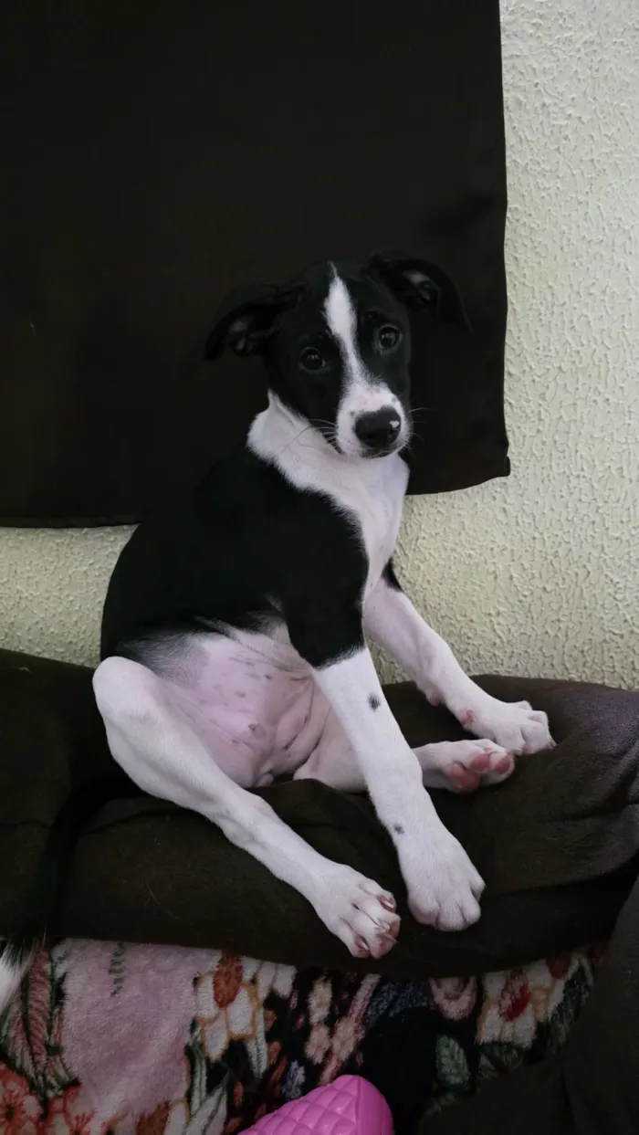 Cachorro raça SRD-ViraLata idade 2 a 6 meses nome Zoe 