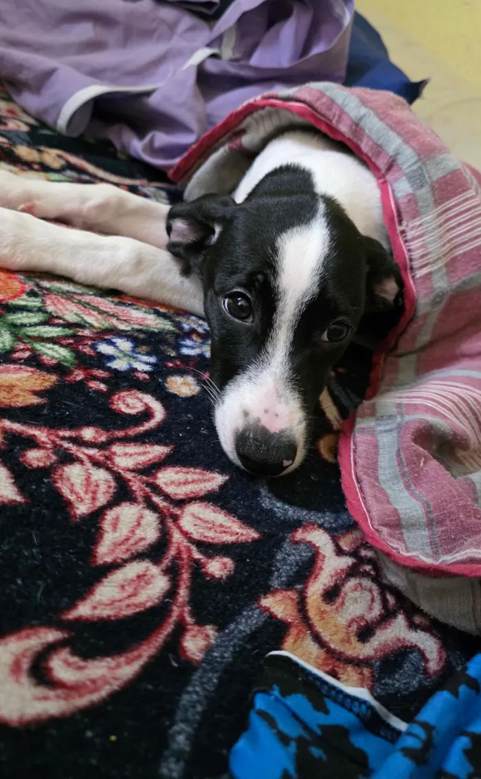 Cachorro raça SRD-ViraLata idade 2 a 6 meses nome Zoe 