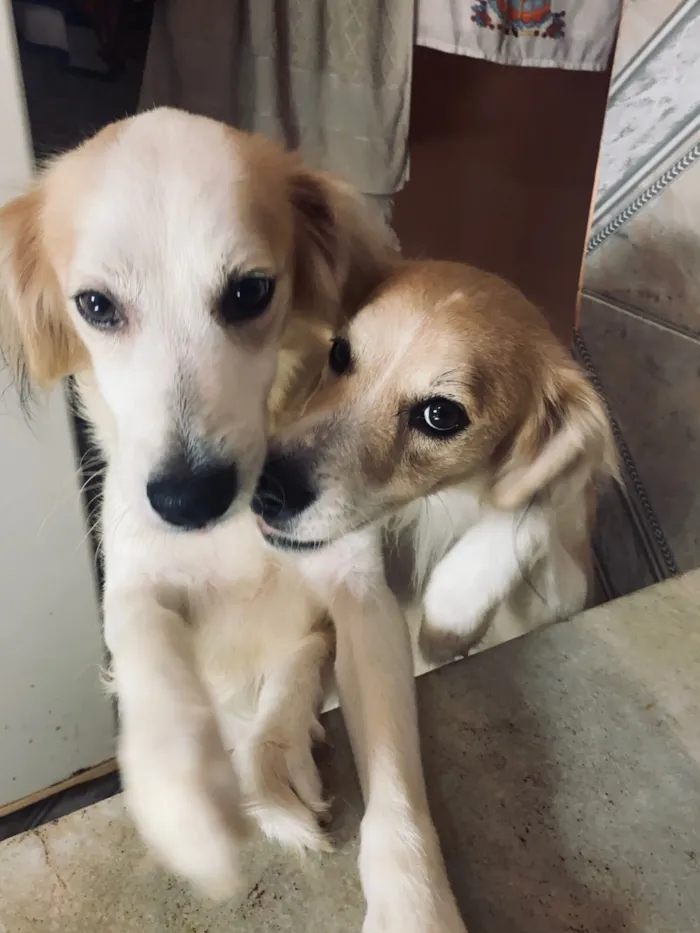 Cachorro raça SRD-ViraLata idade 5 anos nome Luke e Romeu 