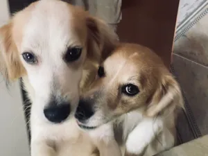 Cachorro raça SRD-ViraLata idade 5 anos nome Luke e Romeu 