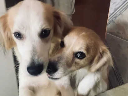 Cachorro raça SRD-ViraLata idade 5 anos nome Luke e Romeu 