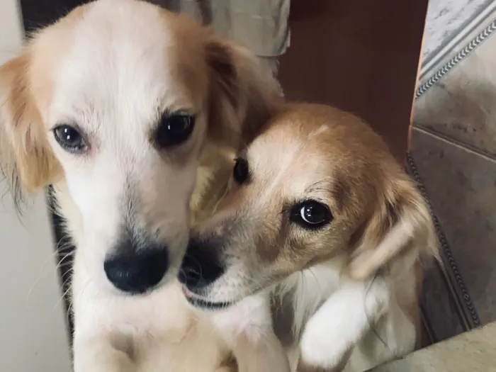 Cachorro raça SRD-ViraLata idade 5 anos nome Luke e Romeu 