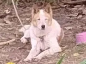 Cachorro raça SRD-ViraLata idade 6 ou mais anos nome gringa 