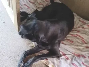 Cachorro raça SRD-ViraLata idade 5 anos nome negão 