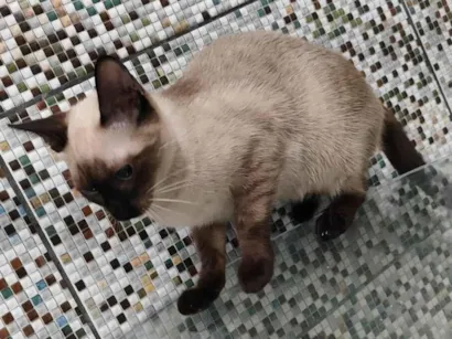Gato raça SRD-ViraLata idade 2 a 6 meses nome Halo