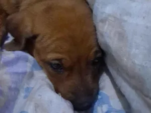 Cachorro raça SRD-ViraLata idade Abaixo de 2 meses nome ainda não tem nome