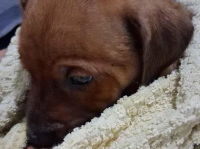 Cachorro raça SRD-ViraLata idade Abaixo de 2 meses nome não tem nome ainda