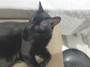 Gato raça SRD-ViraLata idade 1 ano nome Melo