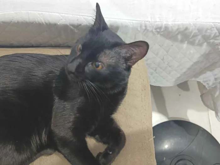 Gato raça SRD-ViraLata idade 1 ano nome Melo