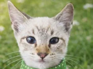 Gato raça SRD-ViraLata idade 2 a 6 meses nome Wilson