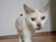 Tica