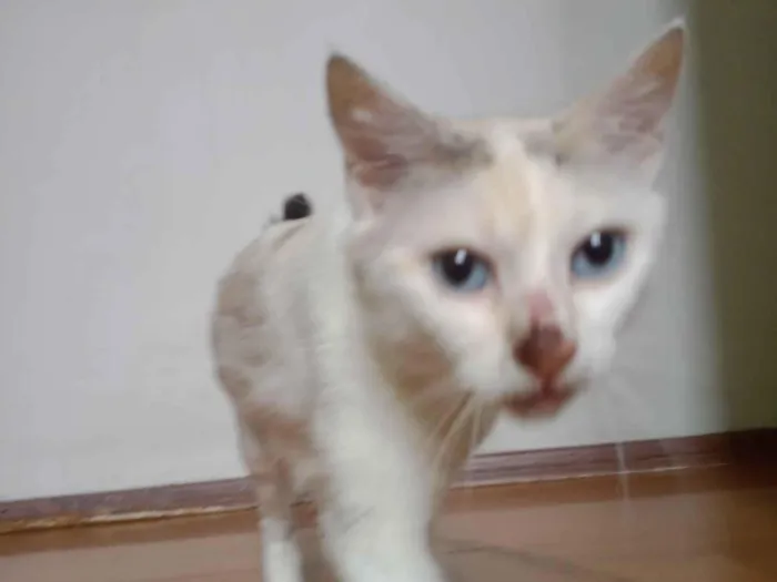 Gato raça SRD-ViraLata idade 1 ano nome Tica