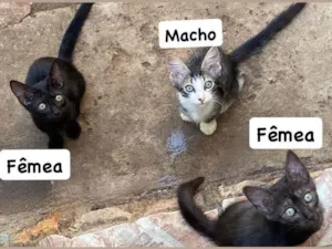 Gato raça SRD-ViraLata idade 2 a 6 meses nome Tigrinho, Cinzinha e negona 