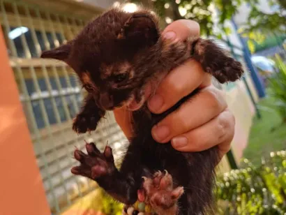 Gato raça SRD-ViraLata idade Abaixo de 2 meses nome habidula 2.0