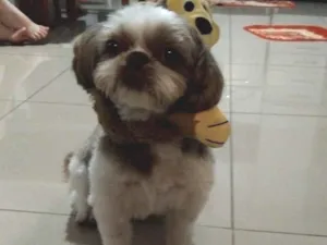 Cachorro raça Shitzu idade 6 ou mais anos nome kinder