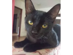 Gato raça SRD-ViraLata idade 7 a 11 meses nome Salém 