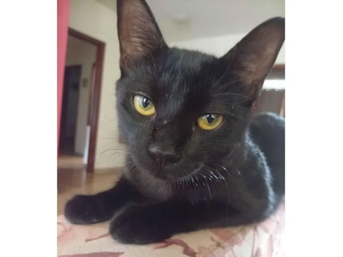 Gato raça SRD-ViraLata idade 7 a 11 meses nome Salém 