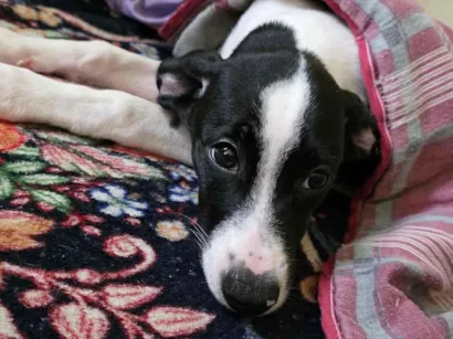 Cachorro raça SRD-ViraLata idade 2 a 6 meses nome Zoe 