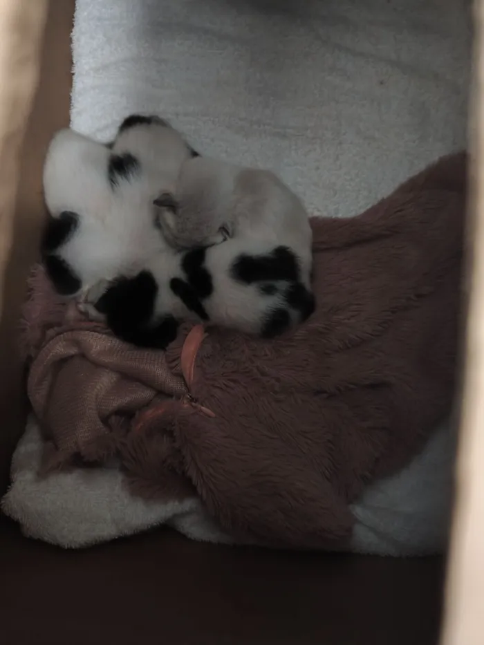 Gato raça SRD-ViraLata idade Abaixo de 2 meses nome Procuro lar para gatinhos filhotes