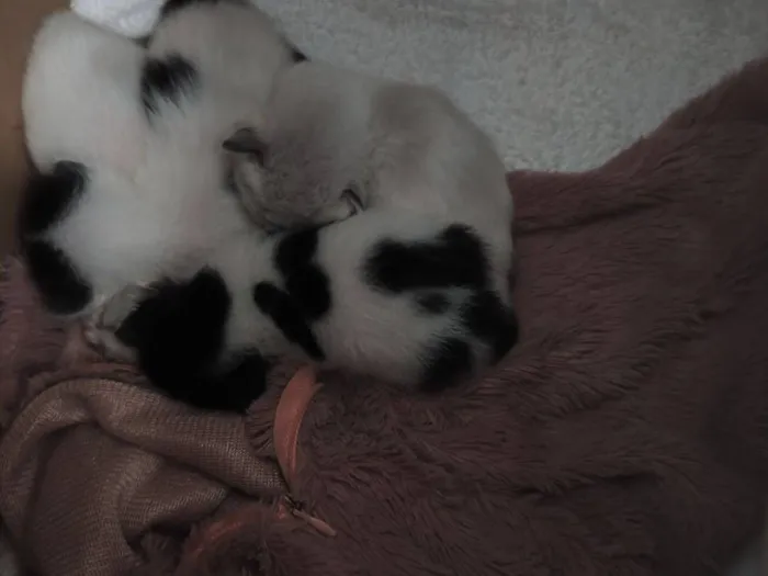 Gato raça SRD-ViraLata idade Abaixo de 2 meses nome Procuro lar para gatinhos filhotes