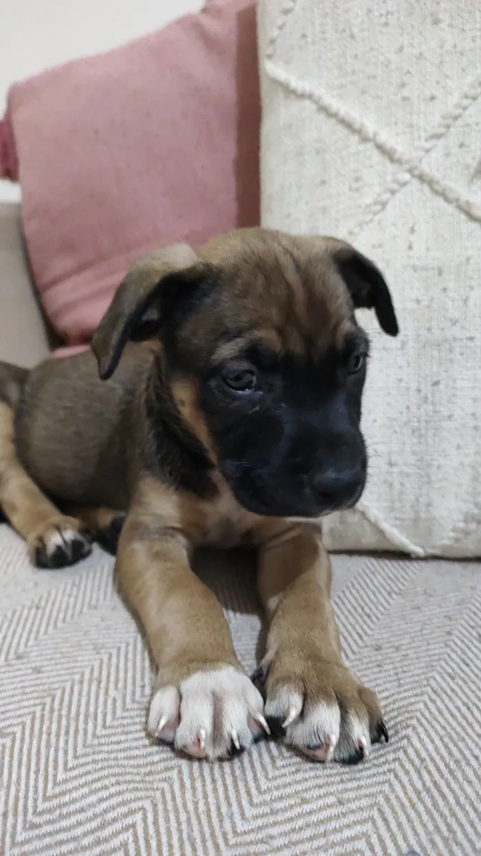 Cachorro raça SRD-ViraLata idade 2 a 6 meses nome Lua