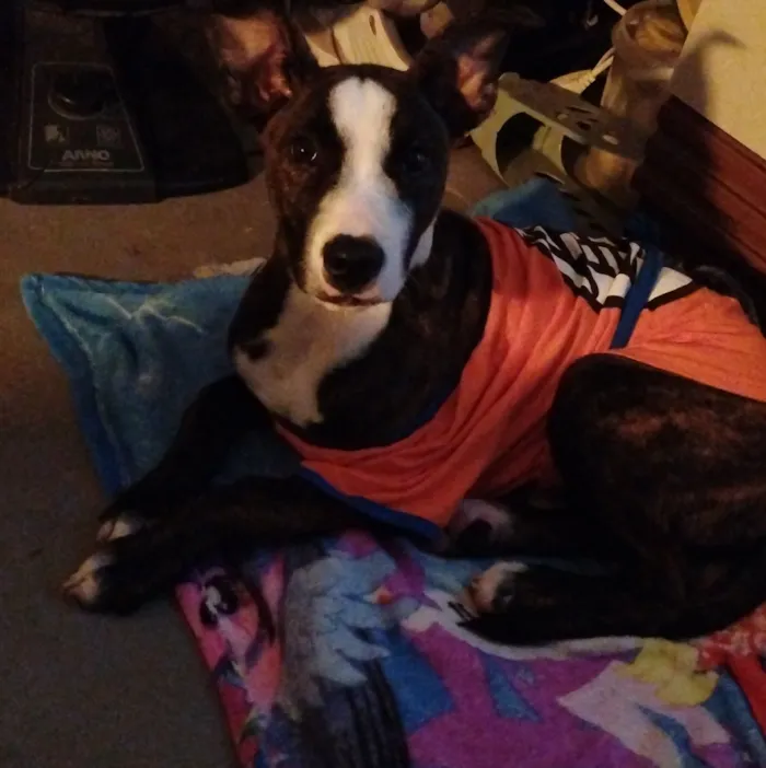 Cachorro raça SRD-ViraLata idade 1 ano nome Zeus 