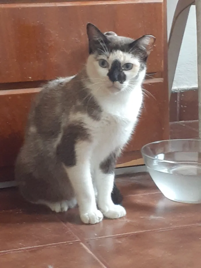 Gato raça SRD-ViraLata idade 2 anos nome Vera