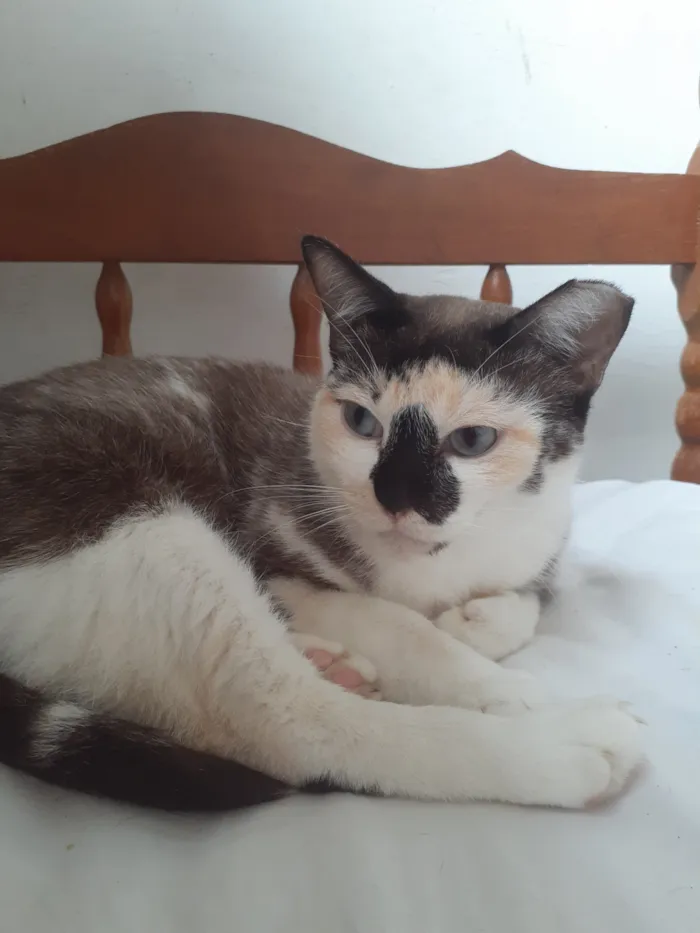 Gato raça SRD-ViraLata idade 2 anos nome Vera