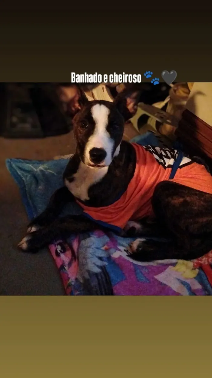 Cachorro raça SRD-ViraLata idade 1 ano nome Zeus