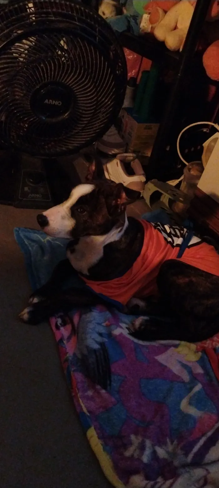 Cachorro raça SRD-ViraLata idade 1 ano nome Zeus