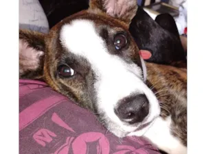 Cachorro raça SRD-ViraLata idade 1 ano nome Zeus