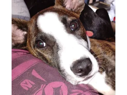 Cachorro raça SRD-ViraLata idade 1 ano nome Zeus