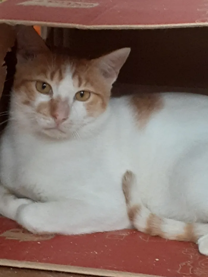 Gato raça SRD-ViraLata idade 3 anos nome Nicolai