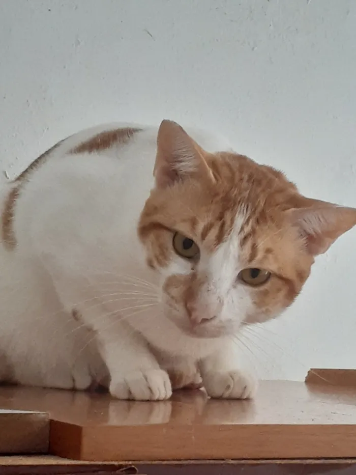 Gato raça SRD-ViraLata idade 3 anos nome Nicolai