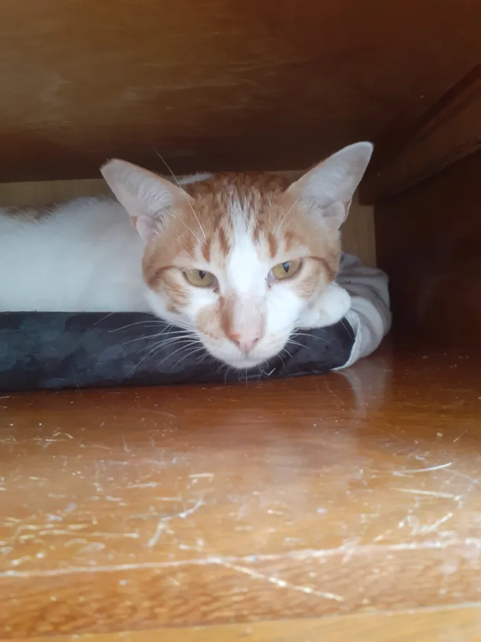 Gato raça SRD-ViraLata idade 3 anos nome Nicolai