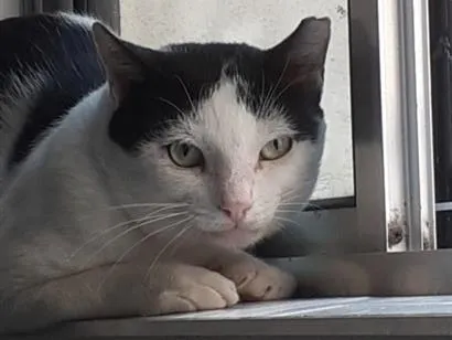 Gato raça SRD-ViraLata idade 3 anos nome Vitor