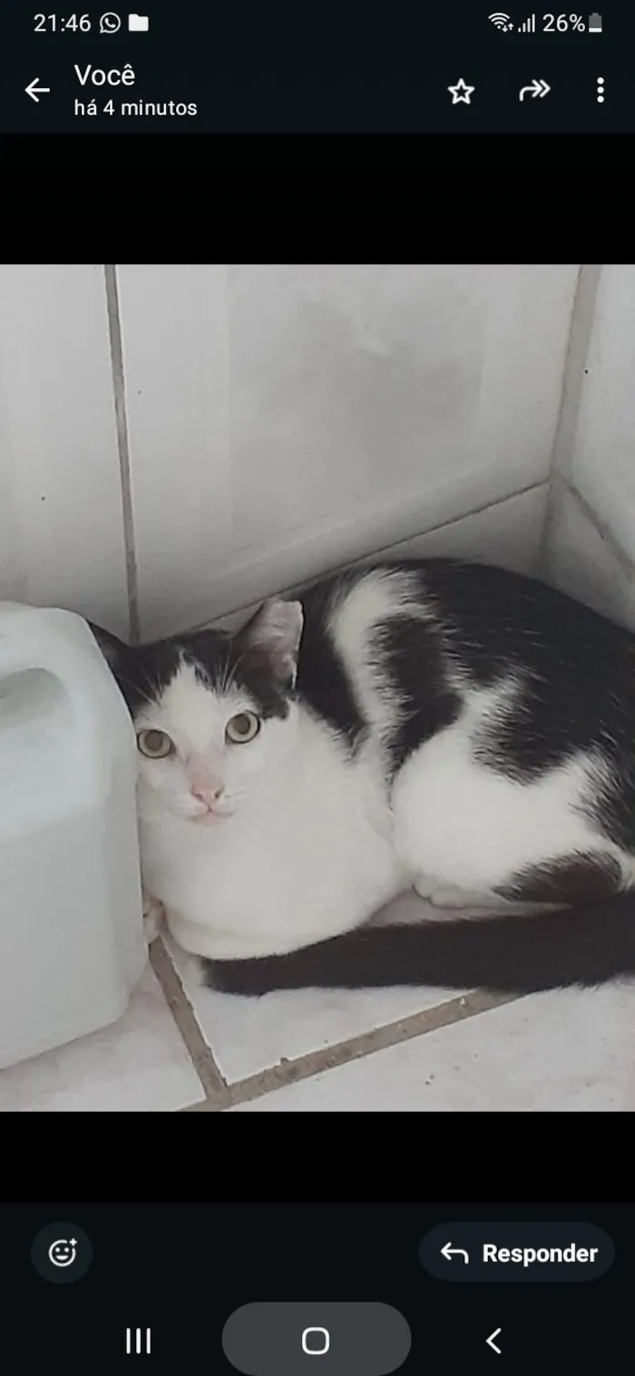 Gato raça SRD-ViraLata idade 3 anos nome Vitor