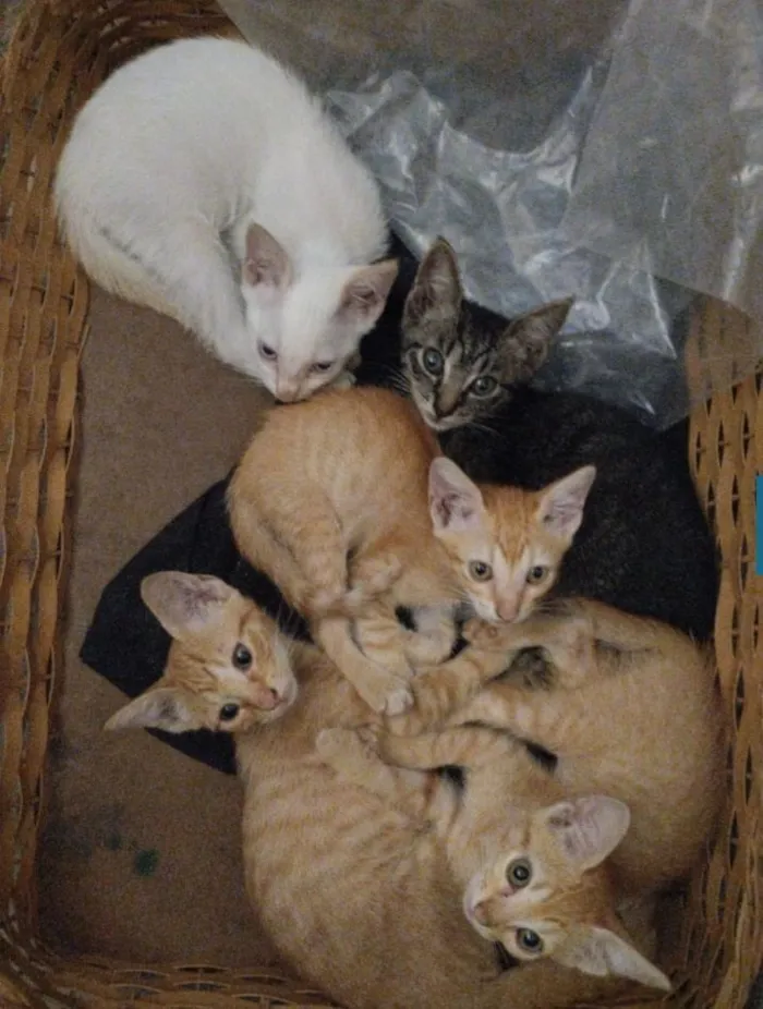 Gato raça SRD-ViraLata idade 2 a 6 meses nome mingal , princesa , tom, banguela e pipo