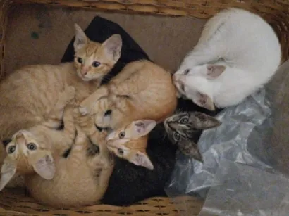 Gato raça SRD-ViraLata idade 2 a 6 meses nome mingal , princesa , tom, banguela e pipo