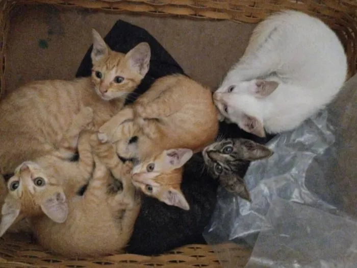 Gato raça SRD-ViraLata idade 2 a 6 meses nome mingal , princesa , tom, banguela e pipo