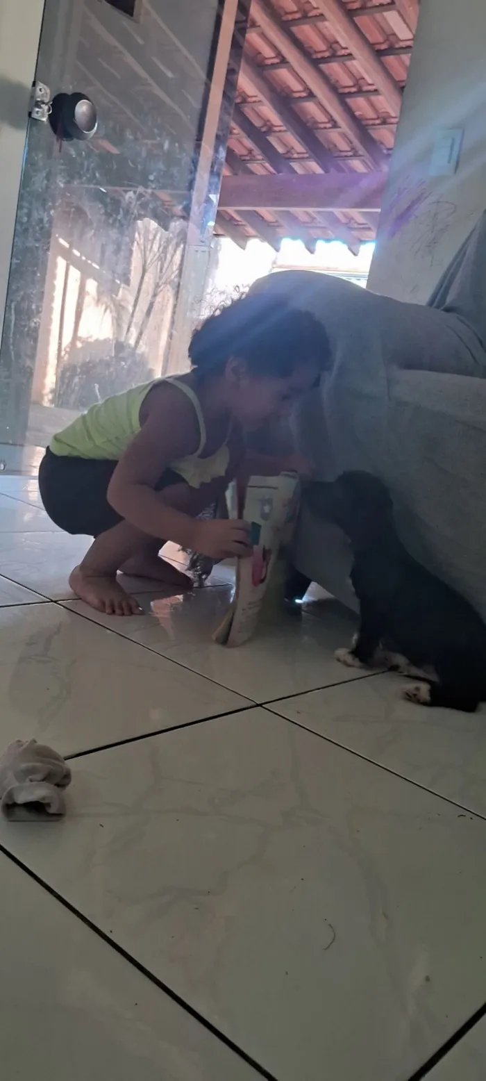 Cachorro raça SRD-ViraLata idade 2 a 6 meses nome não tem nome